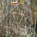 Hoffmannseggia glauca habit picture by Trap Hers (cc-by-sa)