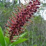 Schwartzia brasiliensis flower picture by Renato Lima (cc-by-nc-sa)