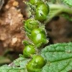 Heliotropium steudneri fruit picture by susan brown (cc-by-sa)