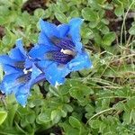 Gentiana angustifolia habit picture by Yoan MARTIN (cc-by-sa)