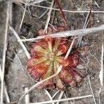 Drosera spatulata leaf picture by Nakita Cally (cc-by-sa)