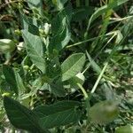 Convolvulus arvensis leaf picture by Morbiato Roberto (cc-by-sa)