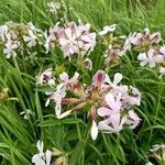 Saponaria officinalis habit picture by lou declercq (cc-by-sa)