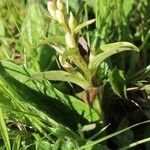 Dactylorhiza viridis habit picture by PATRICK PREVOST (cc-by-sa)