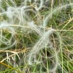 Stipa pennata fruit picture by Jacques Zuber (cc-by-sa)