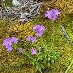 Erinus alpinus habit picture by Francois Mansour (cc-by-sa)