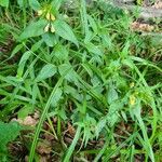 Melampyrum pratense habit picture by Ernst Fürst (cc-by-sa)