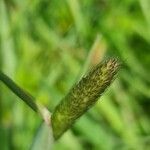 Phleum alpinum fruit picture by Steve Orridge (cc-by-sa)