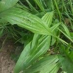 Plantago lanceolata leaf picture by izzy oh (cc-by-sa)