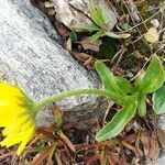 Doronicum clusii leaf picture by Reinhard Bachmann (cc-by-sa)