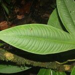 Hymenandra sordida leaf picture by Nelson Zamora Villalobos (cc-by-nc)