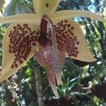 Stanhopea wardii flower picture by peña luis (cc-by-sa)