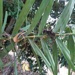 Calamus viminalis leaf picture by Serge Morand (cc-by-sa)