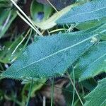 Biscutella flexuosa leaf picture by Yoan MARTIN (cc-by-sa)