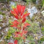 Castilleja miniata flower picture by Jesse Ward-Bond (cc-by-sa)