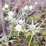 Eryngium nudicaule flower picture by Trap Hers (cc-by-sa)