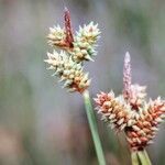 Carex extensa fruit picture by oliparis (cc-by-sa)