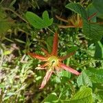 Passiflora cinnabarina flower picture by Phillip shipton (cc-by-sa)