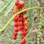 Prosopis argentina fruit picture by Trap Hers (cc-by-sa)