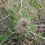 Eryngium planum fruit picture by Hustooo (cc-by-sa)