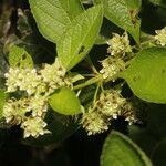 Lippia cardiostegia flower picture by Nelson Zamora Villalobos (cc-by-nc)