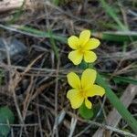 Viola sempervirens flower picture by Hailey Malone (cc-by-sa)