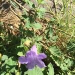 Ruellia nudiflora flower picture by gloria Melton (cc-by-sa)