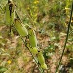 Crotalaria juncea fruit picture by rakshith pawar (cc-by-sa)