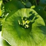 Claytonia perfoliata leaf picture by Jeroen Ceuppens (cc-by-sa)