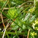 Galium arenarium leaf picture by Pierre LEON (cc-by-sa)