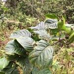 Coutarea hexandra habit picture by Nelson Zamora Villalobos (cc-by-nc)