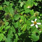 Bidens alba habit picture by claire Felloni (cc-by-sa)