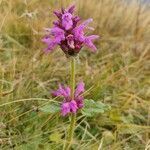 Betonica hirsuta habit picture by Gabriel Ollivier (cc-by-sa)