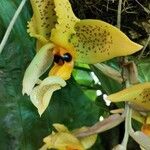 Stanhopea wardii flower picture by López Diógenes (cc-by-sa)