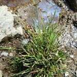 Juncus alpinoarticulatus habit picture by Llandrich anna (cc-by-sa)