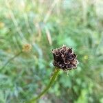 Trollius europaeus fruit picture by Aurore Garnavault Blanchard (cc-by-sa)