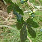 Diplocyclos palmatus leaf picture by Maarten Vanhove (cc-by-sa)