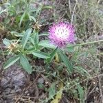 Centaurea iberica flower picture by Fedan Hacizade (cc-by-sa)