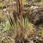 Agrostis foliata habit picture by Fabien Anthelme (cc-by-sa)