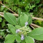 Vitex trifolia flower picture by Erika Lozano (cc-by-sa)