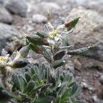 Draba pennell-hazenii fruit picture by Fabien Anthelme (cc-by-sa)