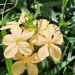 Barleria eranthemoides flower picture by susan brown (cc-by-sa)