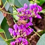 Hardenbergia comptoniana flower picture by Berta Valdivia (cc-by-sa)