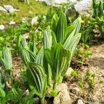 Veratrum viride leaf picture by Victor L (cc-by-sa)