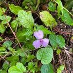 Impatiens flaccida leaf picture by laurent00031 (cc-by-sa)