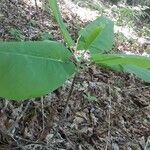 Magnolia acuminata habit picture by Eli Small (cc-by-sa)