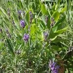 Lavandula angustifolia flower picture by GUY Michel (cc-by-sa)