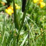 Phleum alpinum habit picture by francois tissot (cc-by-sa)