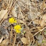 Lessingia germanorum flower picture by chung eun (cc-by-sa)