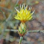 Centaurea laureotica flower picture by dimitris log (cc-by-sa)